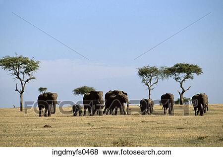 African Elephant Herd View Large Photo Image Stock Photo - African Elephant Herd. Fotosearch