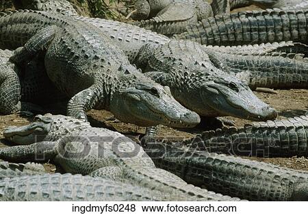 Alligators View Large Photo Image Stock Photo - Alligators. Fotosearch