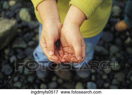 Baby Crab in Her Hands View Large Photo Image Stock Photo - Baby Crab in Her Hands. Fotosearch