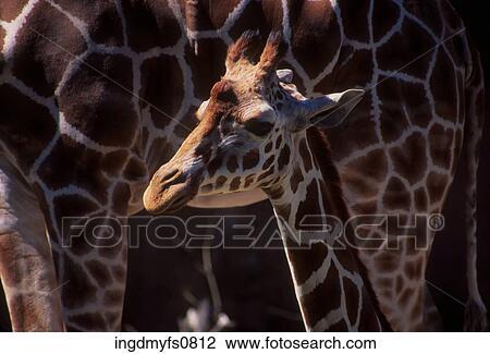 Baby Giraffe With Its Mother View Large Photo Image Stock Image - Baby Giraffe With Its Mother. Fotosearch