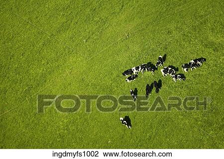 Birds Eye View of Diary Cows View Large Photo Image Stock Image - Birds Eye View of Diary Cows. Fotosearch