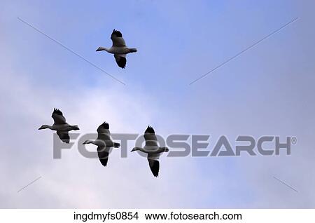 Birds Flying Together View Large Photo Image Picture - Birds Flying Together. Fotosearch