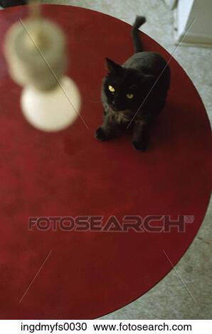 Black Cat on Red Table View Large Photo Image Stock Image - Black Cat on Red Table. Fotosearch