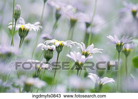 Blooming Flowers in a Field View Large Photo Image Stock Image - Blooming Flowers in a Field. Fotosearch