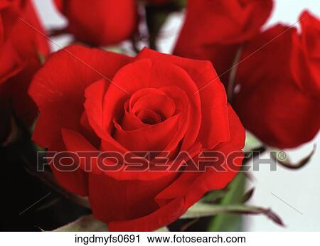 Blooming Red Roses View Large Photo Image Stock Image - Blooming Red Roses. Fotosearch