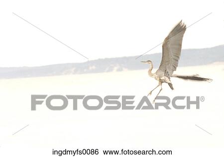Blue Herone in Flight Over Lake View Large Photo Image Stock Photograph - Blue Herone in Flight Over Lake. Fotosearch