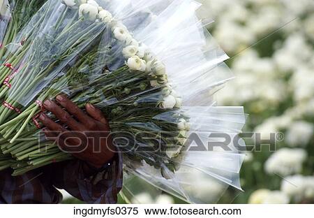 Stock Photography - Bouquets Of White Roses. Fotosearch