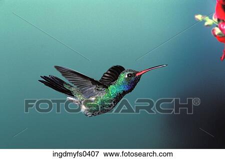 Broad-Billed Hummingbird View Large Photo Image Stock Photo - Broad-Billed Hummingbird. Fotosearch