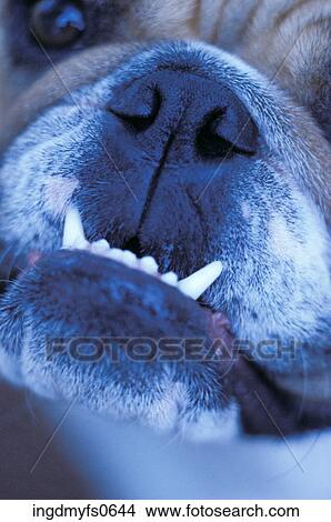 Picture - Bulldog's Face. Fotosearch