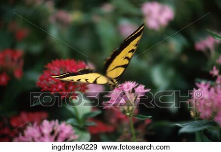 Butterfly on Flowers View Large Photo Image Stock Photo - Butterfly on Flowers. Fotosearch