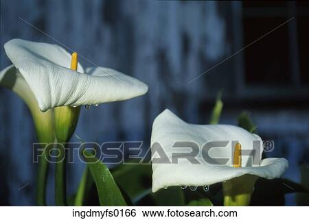 Stock Photograph - Calla Lilies. Fotosearch