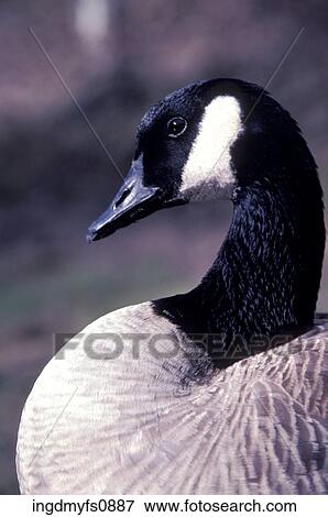 Stock Photo - Canadian Goose. Fotosearch