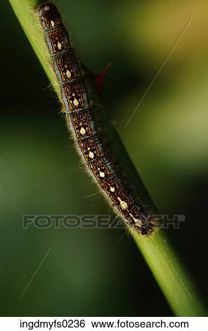 Caterpillar View Large Photo Image Stock Photograph - Caterpillar. Fotosearch