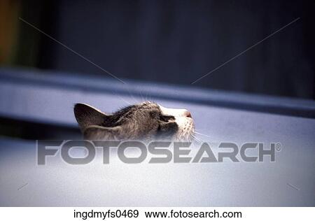 Stock Photo - Cat's Face. Fotosearch