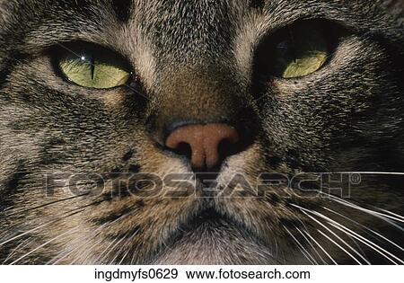 Stock Photo - Cat's Face. Fotosearch
