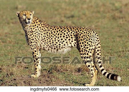Cheetah Standing Still View Large Photo Image Stock Photograph - Cheetah Standing Still. Fotosearch
