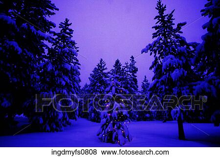 Christmas Lights on a Tiny Tree in the Forest View Large Photo Image Stock Photo - Christmas Lights on a Tiny Tree in the Forest. Fotosearch