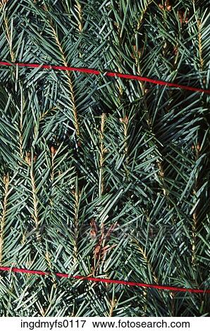 Christmas Tree Bundled Up View Large Photo Image Stock Photo - Christmas Tree Bundled Up. Fotosearch