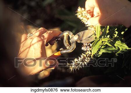 Clipping Flowers View Large Photo Image Stock Photograph - Clipping Flowers. Fotosearch