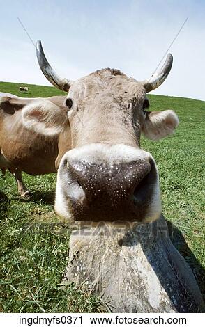Cow Nose View Large Photo Image Stock Image - Cow Nose. Fotosearch
