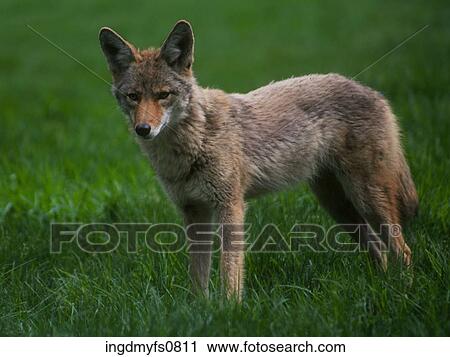 Coyote Standing in Green Grass View Large Photo Image Stock Image - Coyote Standing in Green Grass. Fotosearch