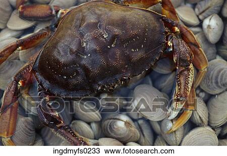 Crab and Clams View Large Photo Image Stock Image - Crab and Clams. Fotosearch