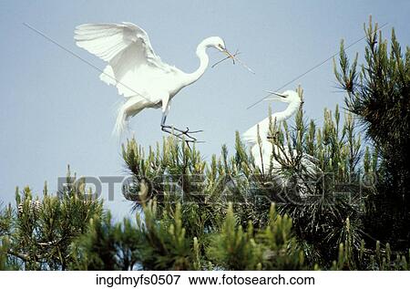 Cranes View Large Photo Image Stock Photo - Cranes. Fotosearch