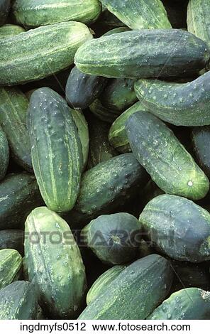 Cucumbers View Large Photo Image Stock Image - Cucumbers. Fotosearch