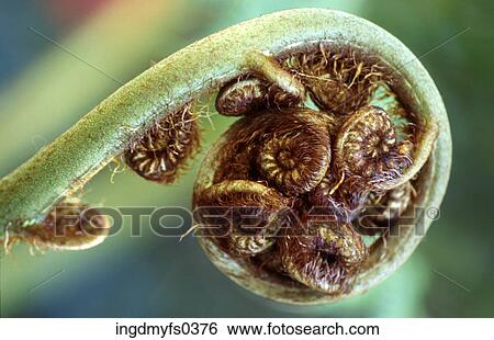 Curled Plant View Large Photo Image Stock Photograph - Curled Plant. Fotosearch