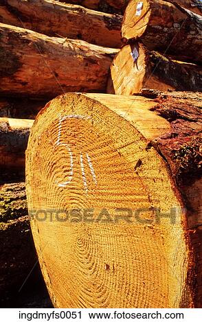 Cut Logs in a Stack View Large Photo Image Stock Image - Cut Logs in a Stack. Fotosearch