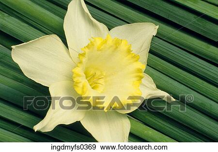 Daffodil View Large Photo Image Stock Photo - Daffodil. Fotosearch