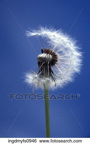 Dandelion Gone to Seed View Large Photo Image Stock Photograph - Dandelion Gone to Seed. Fotosearch