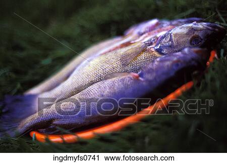 Stock Image - Dead Fish in the Grass. Fotosearch