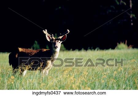 Deer in Field View Large Photo Image Stock Photo - Deer in Field. Fotosearch