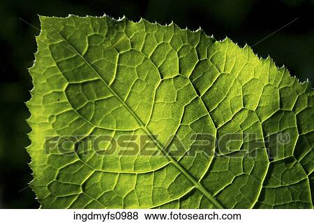 Detailed Green Leaf View Large Photo Image Stock Photo - Detailed Green Leaf. Fotosearch