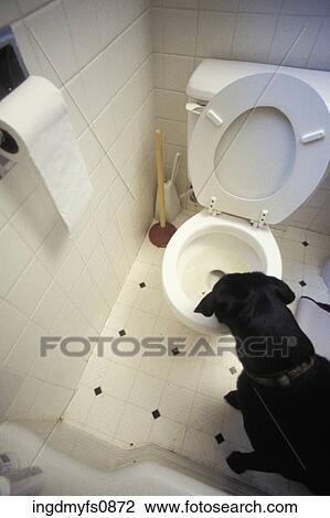 Dog Drinking Toilet Water View Large Photo Image Stock Image - Dog Drinking Toilet Water. Fotosearch