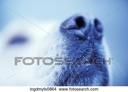 Dog Nose View Large Photo Image Picture - Dog Nose. Fotosearch
