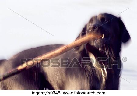 Dog with Stick View Large Photo Image Stock Photography - Dog with Stick. Fotosearch