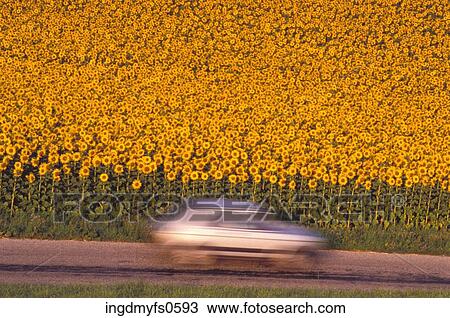 Driving Past a Field View Large Photo Image Stock Image - Driving Past a Field. Fotosearch
