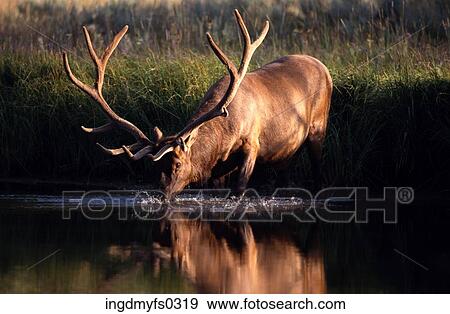 Elk Having a Drink View Large Photo Image Stock Photo - Elk Having a Drink. Fotosearch
