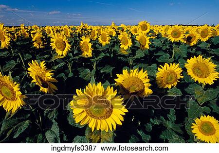 Field Of Sunflowers View Large Photo Image Stock Photo - Field Of Sunflowers. Fotosearch