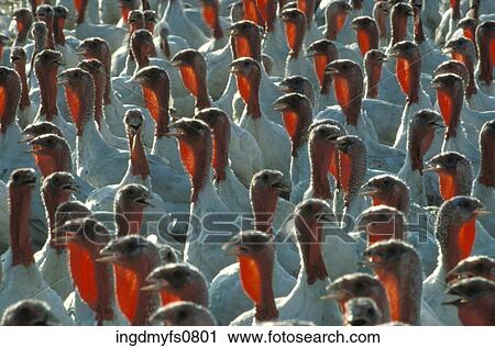 Stock Image - Flock of Turkeys Standing Close Together. Fotosearch