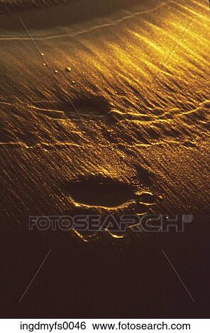 Footprint in Sand in Redwood National Park View Large Photo Image Stock Photograph - Footprint in Sand in Redwood National Park. Fotosearch