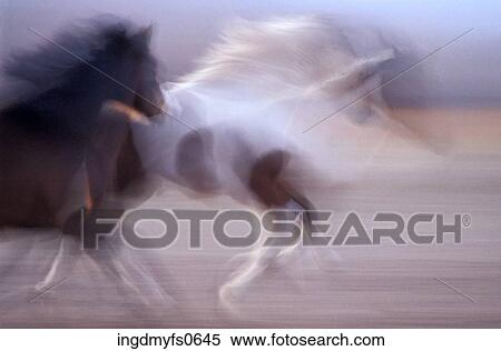 Stock Photography - Galloping Horses. Fotosearch