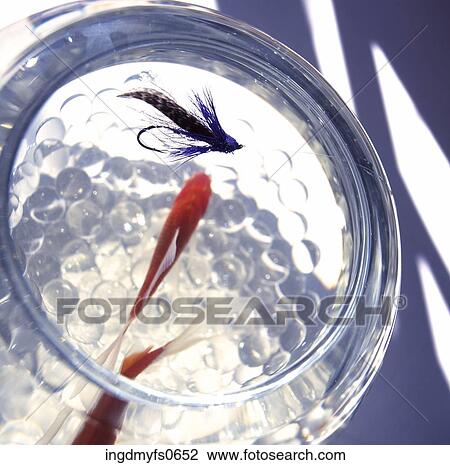 Goldfish in a Bowl View Large Photo Image Stock Image - Goldfish in a Bowl. Fotosearch