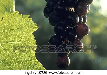 Grapes on a Vine View Large Photo Image Stock Photograph - Grapes on a Vine. Fotosearch