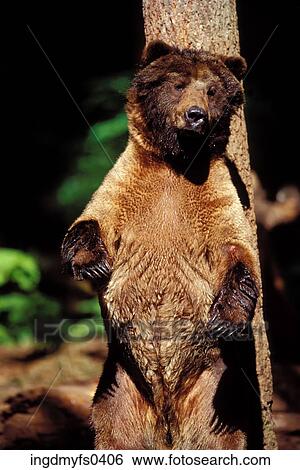 Grizzly Bear View Large Photo Image Stock Photograph - Grizzly Bear. Fotosearch