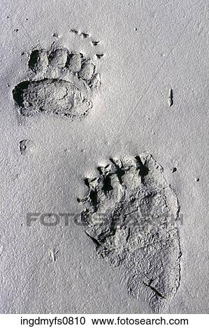 Stock Image - Grizzly Tracks in Alaska. Fotosearch