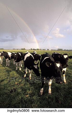 Group of Cows Standing Under Rainbow View Large Photo Image Stock Photograph - Group of Cows Standing Under Rainbow. Fotosearch