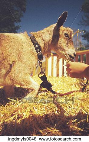 Hand Feeding Goat in Barn Pen View Large Photo Image Stock Photo - Hand Feeding Goat in Barn Pen. Fotosearch